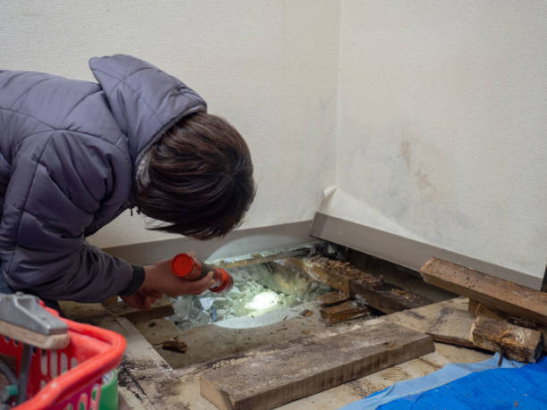 Best Environmental Consulting for Mold Prevention  in Northumberland, PA