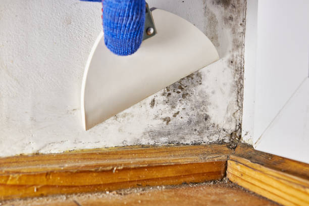 Best Airborne Mold Testing  in Northumberland, PA