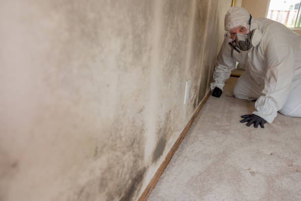 Trusted Northumberland, PA Mold Removal Experts